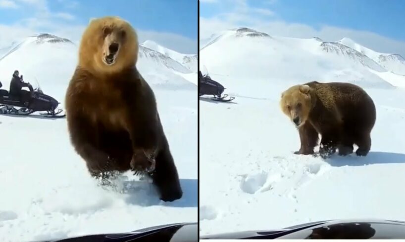 Top 10 Bear Encounters Caught on Camera - Near Death Experiences