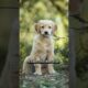 Top 10 Cutest Puppies in the World#puppies#millionviews