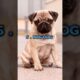 Top 10 cutest dogs in the world 2024 😍🌍 | #top10 #cutedogs #dogs #trending #vairal #shorts