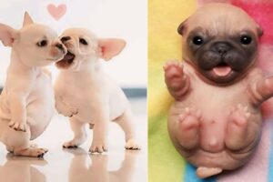 Top 10 cutest puppies in the world 😍 🐾 will make you happy 😊