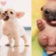 Top 10 cutest puppies in the world 😍 🐾 will make you happy 😊