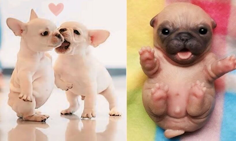 Top 10 cutest puppies in the world 😍 🐾 will make you happy 😊