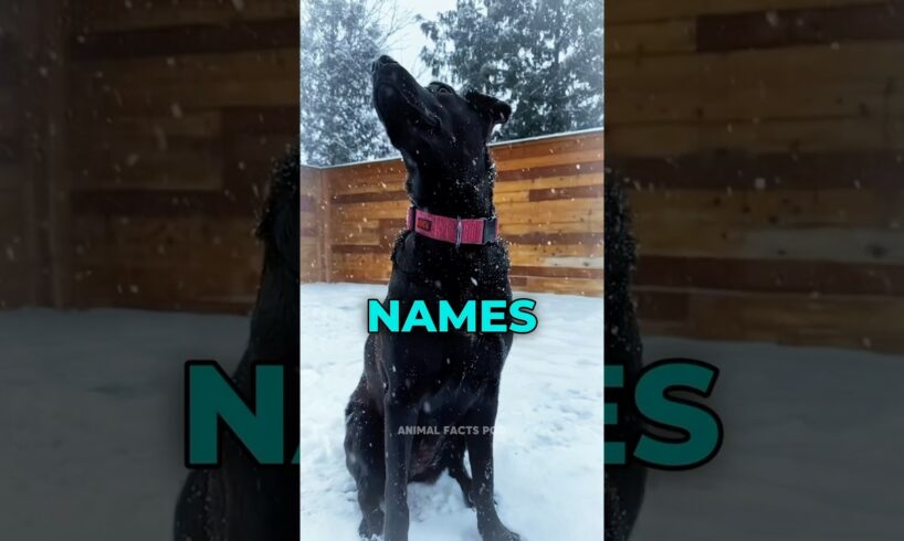 Top 5 Most Popular Dog Names🐶