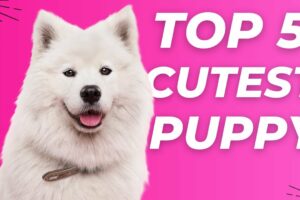 Top 5 cutest puppies in the world