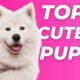 Top 5 cutest puppies in the world