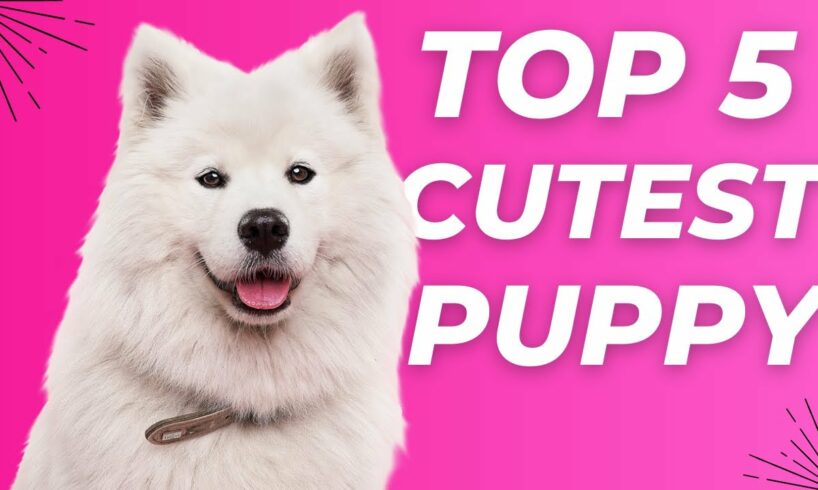 Top 5 cutest puppies in the world