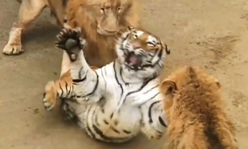 Top 7 Most Epic Animal Fights Ever Filmed | Harsh Life of Wild Animals!