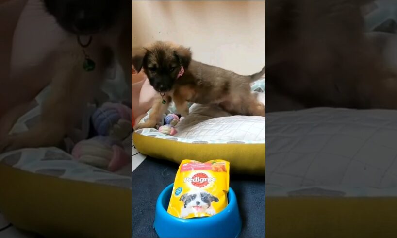 Trendsetter✨ puppy 🤩 Rescue #love #shorts #trending #youtubeshorts #animalrescue  #fyp #rescuedogs