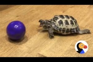 Turtle Loves Playing With His Ball | The Dodo