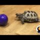 Turtle Loves Playing With His Ball | The Dodo