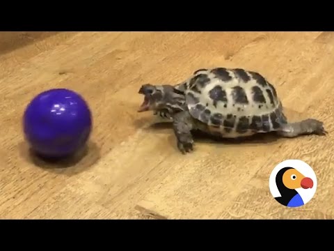 Turtle Loves Playing With His Ball | The Dodo