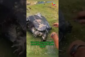 Turtle Rescue Mission, From Mud Back to Habitat #animals #rescue #shortvideo #shorts