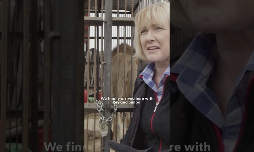 Two Brothers Rescued From The Circus Touch Grass For The First Time | The Dodo