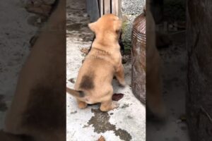 Two pairs of cute pup brothers #shorts #dog #puppy #cute #animals