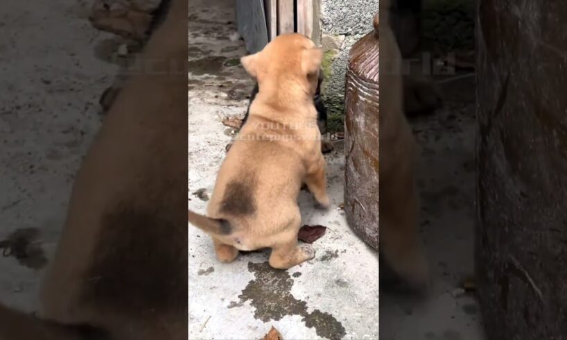 Two pairs of cute pup brothers #shorts #dog #puppy #cute #animals