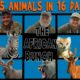 Ultimate African Hunt Compilation