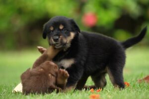 Unbelievably Cute Puppies Doing Adorable Things! 🐶💕