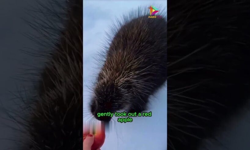 Unexpected Friendship, Hedgehog and Kindhearted Woman #animals #rescue #kindness #shortvideo #shorts