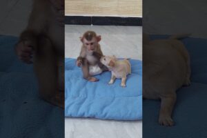 Very Sweet Playing & Comfort Between Molly & Puppy #monkey #animals #cute