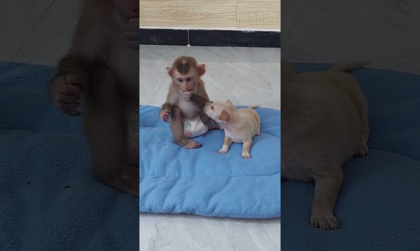 Very Sweet Playing & Comfort Between Molly & Puppy #monkey #animals #cute