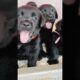 Very loved, cute puppies ##abandoneddogs #shortvideo