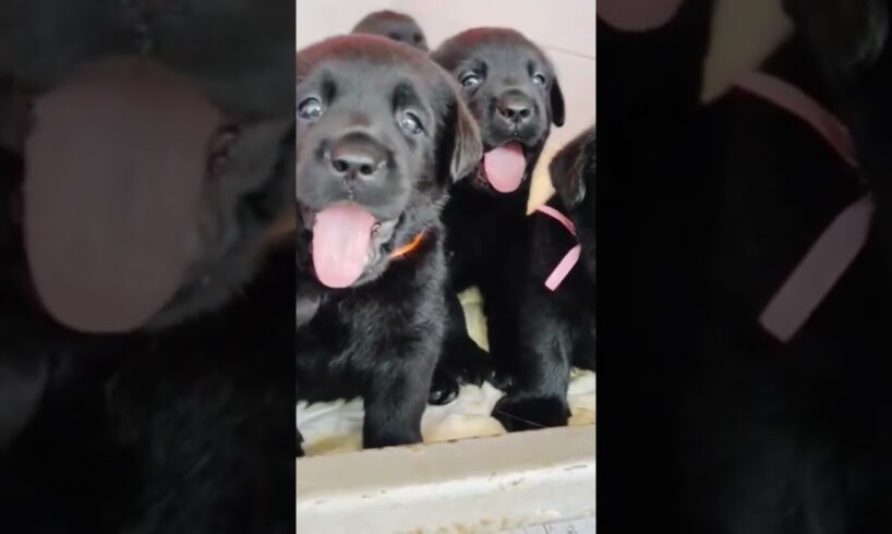 Very loved, cute puppies ##abandoneddogs #shortvideo