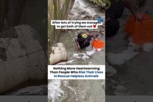 Watch This Young Hero Rescuing Helpless Animals #shorts #animalrescue #kindness