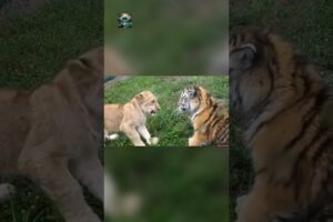 Watch this if you have a bad day! TIGER and LION CUB!