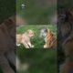 Watch this if you have a bad day! TIGER and LION CUB!