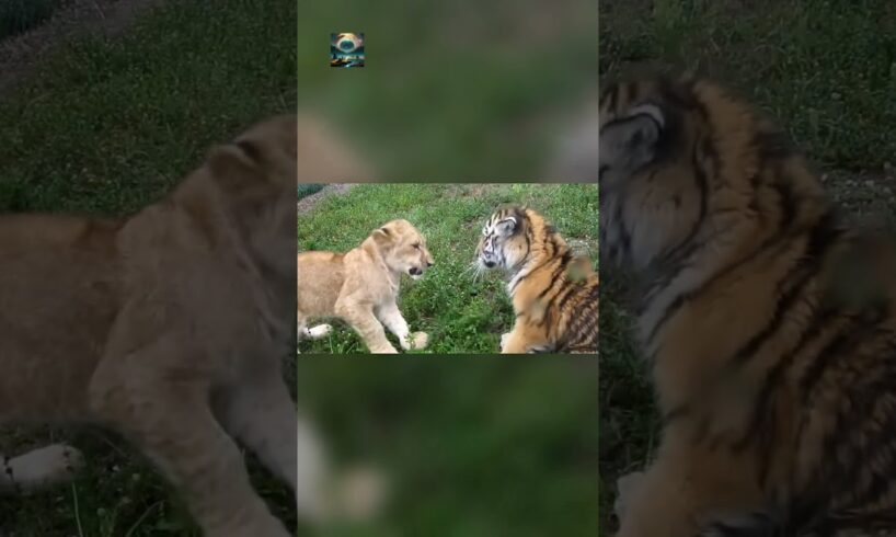 Watch this if you have a bad day! TIGER and LION CUB!