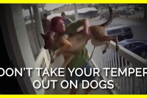 When Humans Have Temper Tantrums & Outbursts, Dogs Can Suffer