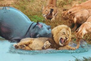 When Lion Messed With Wrong Hippos... It Paid Its Life | Animal Fight