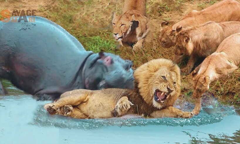 When Lion Messed With Wrong Hippos... It Paid Its Life | Animal Fight