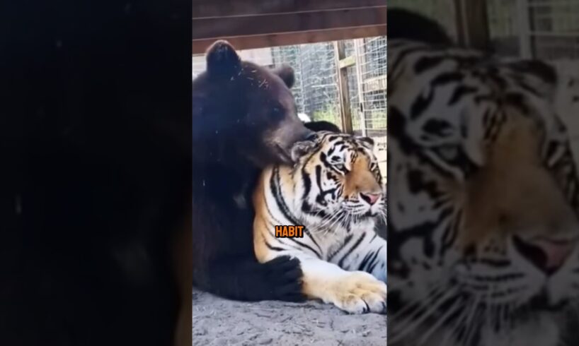 Why can the tiger tolerate this behavior of the bear?#animals #fypage #friendship #lovestory