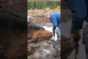 Wild Horse Rescued from Muddy Pit #horse, #mud, #hero