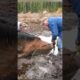 Wild Horse Rescued from Muddy Pit #horse, #mud, #hero