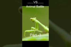 Wild Showdowns: Animal Fights You Won't Believe #wildanimals #battle #fighting