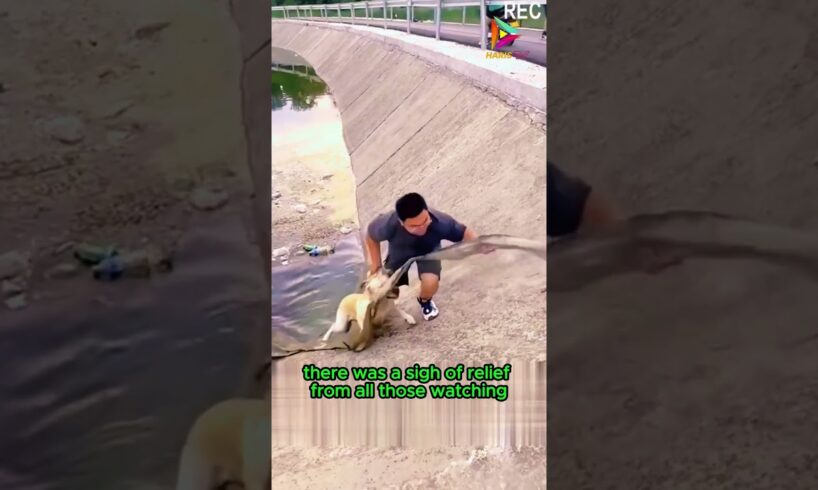 With Rope of Hope, Dog Rescue Effort from the River #animals #rescue #shortvideo #shorts