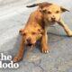 Woman Stops While Driving Home As She Spots Two Stray Puppies | The Dodo