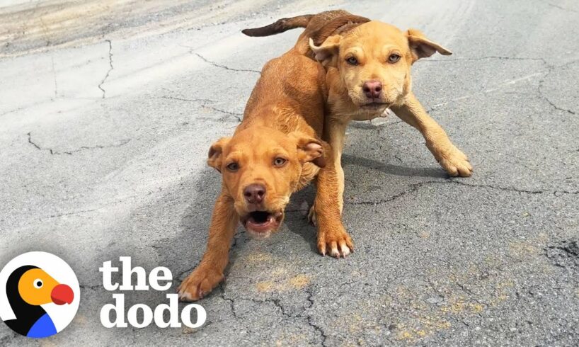 Woman Stops While Driving Home As She Spots Two Stray Puppies | The Dodo