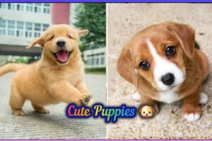 World's CUTEST Puppies 🐶 Dogs 🐕 | 30min Film Relaxing & Chillout | Deepsleep & Mental Massage