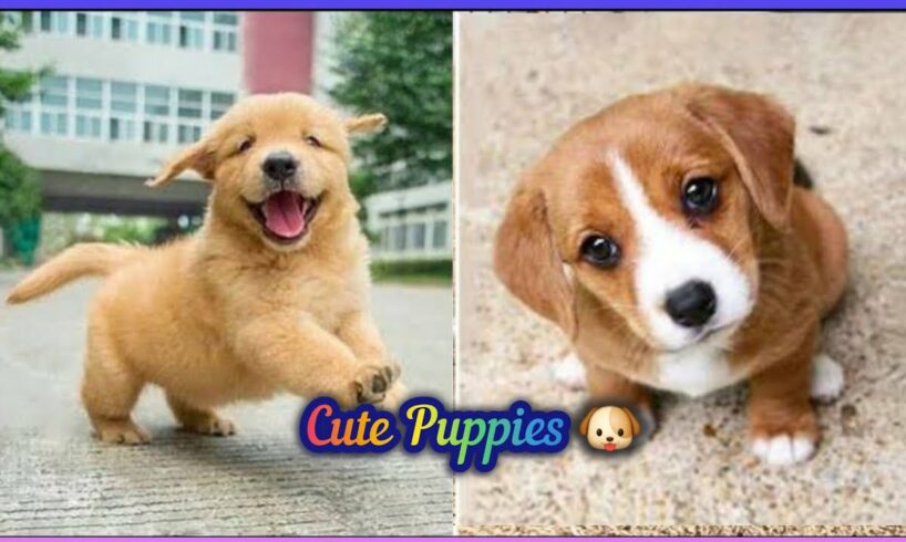 World's CUTEST Puppies 🐶 Dogs 🐕 | 30min Film Relaxing & Chillout | Deepsleep & Mental Massage