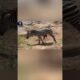 Zebra in Despair: The Powerful Attack of the Crocodile! #AnimalAttack #viralvideo #shorts #animals