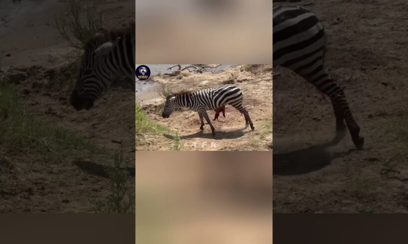 Zebra in Despair: The Powerful Attack of the Crocodile! #AnimalAttack #viralvideo #shorts #animals