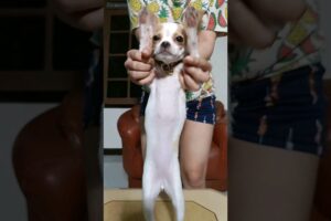 aku juga bisa joged dong 🐶 #chihuahua #tiktok #pets #doglover #cute #puppies #shorts #video