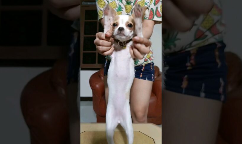 aku juga bisa joged dong 🐶 #chihuahua #tiktok #pets #doglover #cute #puppies #shorts #video