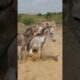 #animals #donkey #wildlife #youtubeshorts #shortvideo #jungle