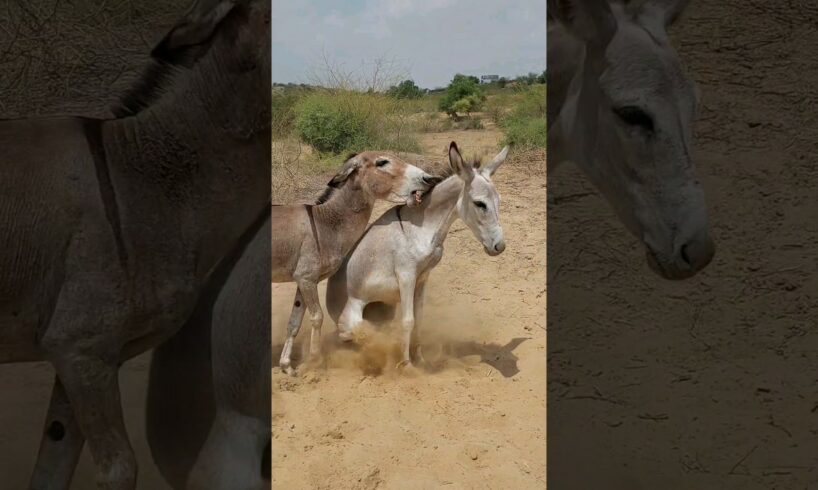 #animals #donkey #wildlife #youtubeshorts #shortvideo #jungle