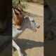 #animals #donkey ##youtubeshorts #pets #shorts #shortsvideo