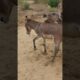 #animals #donkey #youtubeshorts #shortsfeed #pets